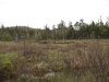 Wetland between Sunshine and Muskrat Ponds